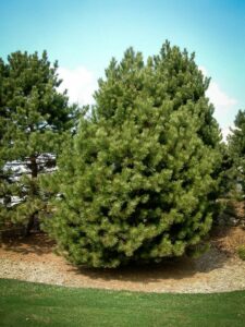 Сосна Чёрная (Pinus Nigra) купить по цене от 270.00р. в интернет-магазине «Посадика» с доставкой почтой в в Навашиное и по всей России – [изображение №1].