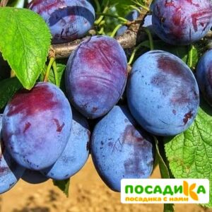 Слива Чачакская ранняя купить по цене от 229.00р. в интернет-магазине «Посадика» с доставкой почтой в в Навашиное и по всей России – [изображение №1].