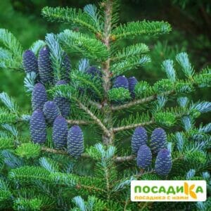 Пихта корейская (Abies koreana) купить по цене от 450.00р. в интернет-магазине «Посадика» с доставкой почтой в в Навашиное и по всей России – [изображение №1].