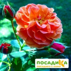 Роза Арабия купить по цене от 350.00р. в интернет-магазине «Посадика» с доставкой почтой в в Навашиное и по всей России – [изображение №1].