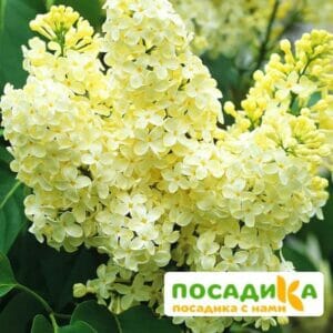 Сирень Примроуз (Primrose) купить по цене от 529.00р. в интернет-магазине «Посадика» с доставкой почтой в в Навашиное и по всей России – [изображение №1].