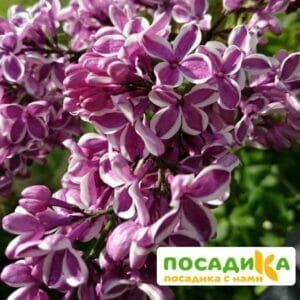 Сирень Сенсация купить по цене от 529.00р. в интернет-магазине «Посадика» с доставкой почтой в в Навашиное и по всей России – [изображение №1].