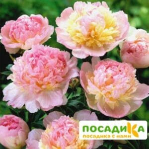 Пион Распберри Сандей (Paeonia Raspberry Sundae) купить по цене от 959р. в интернет-магазине «Посадика» с доставкой почтой в в Навашиное и по всей России – [изображение №1].