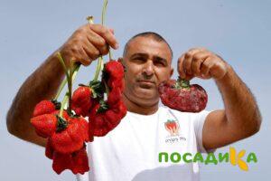 Клубника Гигант Джорнея купить по цене от 266р. в интернет-магазине «Посадика» с доставкой почтой в в Навашиное и по всей России – [изображение №1].