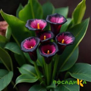 Калла Аура Лейс купить по цене от 400р. в интернет-магазине «Посадика» с доставкой почтой в в Навашиное и по всей России – [изображение №1].