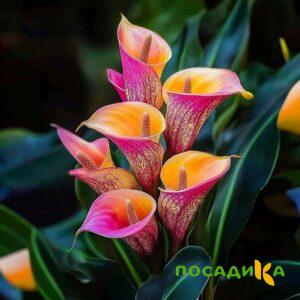 Калла Оникс купить по цене от 450р. в интернет-магазине «Посадика» с доставкой почтой в в Навашиное и по всей России – [изображение №1].