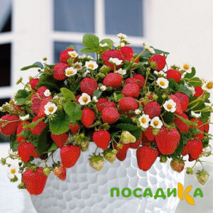Клубника Рубиновый Шепот (горшечная) купить по цене от 240р. в интернет-магазине «Посадика» с доставкой почтой в в Навашиное и по всей России – [изображение №1].