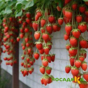 Клубника вьющаяся Комплимент купить по цене от 470р. в интернет-магазине «Посадика» с доставкой почтой в в Навашиное и по всей России – [изображение №1].