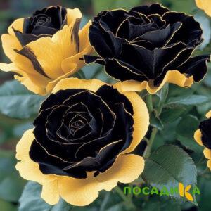 Роза Ханни Сикл купить по цене от 700р. в интернет-магазине «Посадика» с доставкой почтой в в Навашиное и по всей России – [изображение №1].