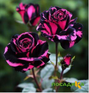 Роза Багровый Шепот купить по цене от 366р. в интернет-магазине «Посадика» с доставкой почтой в в Навашиное и по всей России – [изображение №1].