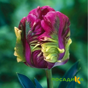 Тюльпан Экзотик Хэвен купить по цене от 186р. в интернет-магазине «Посадика» с доставкой почтой в в Навашиное и по всей России – [изображение №1].