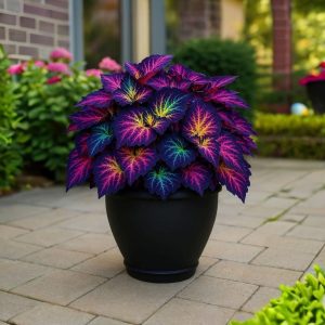 Хоста Фрости Блю купить по цене от 389р. в интернет-магазине «Посадика» с доставкой почтой в в Навашиное и по всей России – [изображение №1].