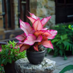 Хоста Розовая Симфония купить по цене от 800р. в интернет-магазине «Посадика» с доставкой почтой в в Навашиное и по всей России – [изображение №1].