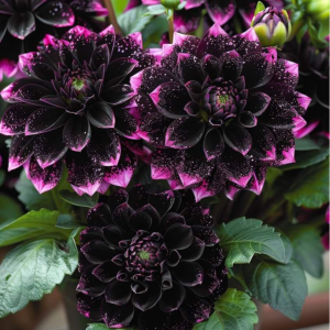 Георгин Лаванда Лейс купить по цене от 679р. в интернет-магазине «Посадика» с доставкой почтой в в Навашиное и по всей России – [изображение №1].